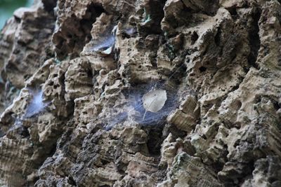 Spider Webs On Tree Bark